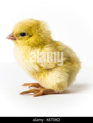 Petit Poussin jaune libre sur un fond blanc. Banque D'Images