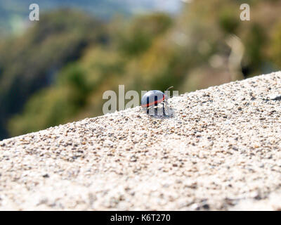 Lugano, Suisse : coccinelle sur le bord du mur de clôture Banque D'Images