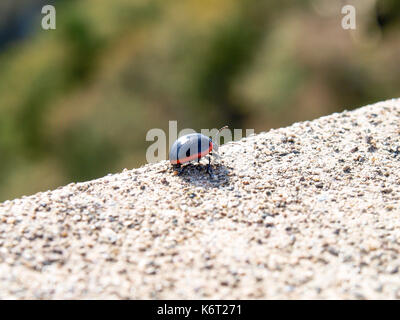 Lugano, Suisse : coccinelle sur le bord du mur de clôture Banque D'Images