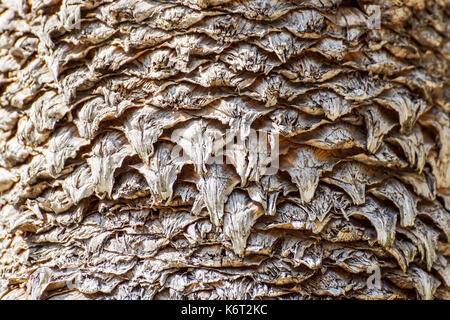 Tendance naturelle de l'écorce sur le tronc de l'arbre date Palm . Banque D'Images