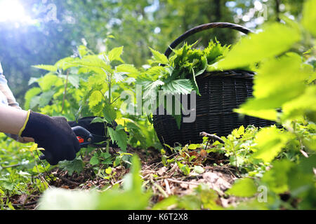 L'ortie ortie vert.. herboristerie. herbes ortie. Une femme recueille des orties dans les bois. . Banque D'Images