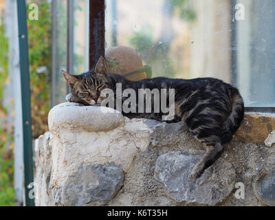 Un chat est en appui sur un mur, quelque part dans le sud de la france. Banque D'Images