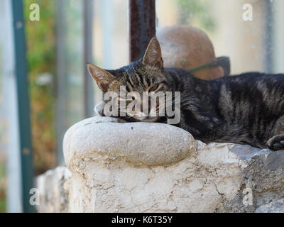Un chat est en appui sur un mur, quelque part dans le sud de la france. Banque D'Images