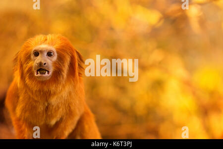 Golden Lion Tamarin Banque D'Images