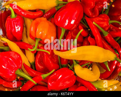 Piments fraîchement récolté (Birds Eye, Aji et limon) Scotch Bonnet dans une passoire de cuisine. Banque D'Images