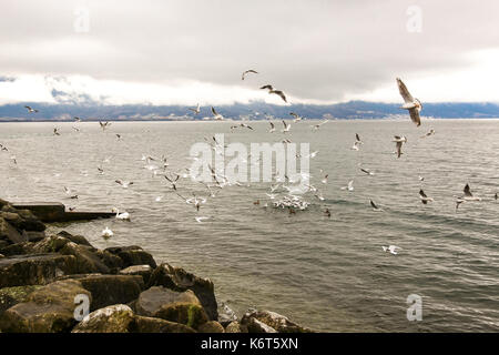 Cygnes, canards et bee tea sea survolant côte rocheuse du lac Léman à Montreux en hiver. Banque D'Images