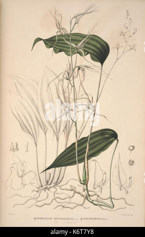 Flora Javae insularum adjacentium et Orchidée (52) BHL35806326 Banque D'Images