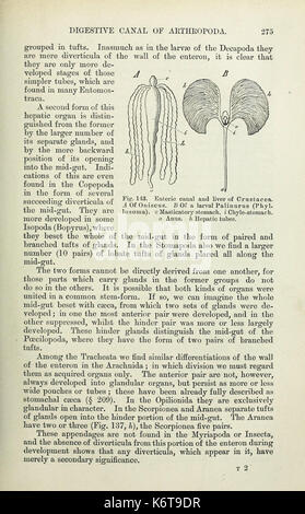 Éléments de l'Anatomie Comparée (page 275) BHL33482838 Banque D'Images