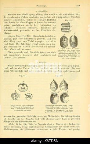 Elemente der paleontologie (page 189, fig. 250252) BHL14893916 Banque D'Images