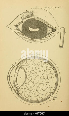 Cours élémentaire sur la science vétérinaire BHL21324277 Banque D'Images