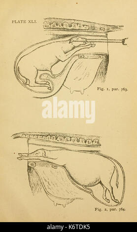 Cours élémentaire sur la science vétérinaire BHL21324342 Banque D'Images