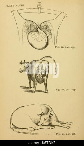 Cours élémentaire sur la science vétérinaire BHL21324363 Banque D'Images