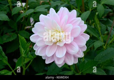 Une petite ballerine Brackenridge Dahlia dahlia nénuphar avec de petites fleurs roses Banque D'Images