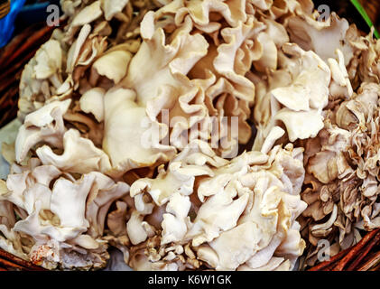 Le Grifola frondosa, ou des champignons maitake est communément connu sous le nom de poule des bois, ram's head ou tête de mouton. Banque D'Images