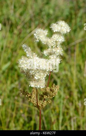 La reine-des-Prés Filipendula ulmaria mead millepertuis fleurs Banque D'Images