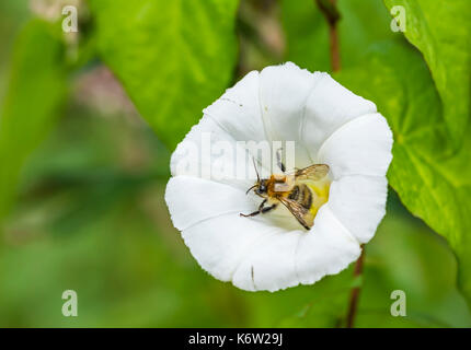 Calystegia sepium (liseron des champs de couverture, Rutland beauté, Bugle, vigne trompettes célestes, bellbind) pollinisées par une abeille en automne, au Royaume-Uni. Banque D'Images