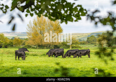 Troupeau de vaches dans un champ dans la campagne britannique au début de l'automne à Arundel, West Sussex, Angleterre, Royaume-Uni. Banque D'Images