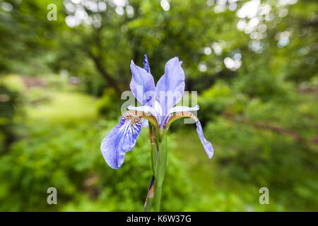 Iris violet unique. fleurs vert naturel arrière-plan flou. Banque D'Images