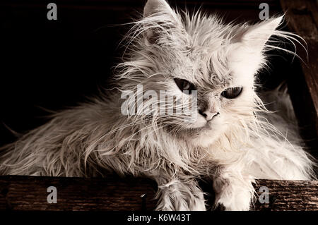 Après un bain de chat Banque D'Images