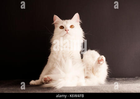 Chat blanc Banque D'Images