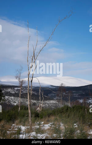 Vues autour de cnoc mor près de strathpeffer dans les highlands écossais Banque D'Images