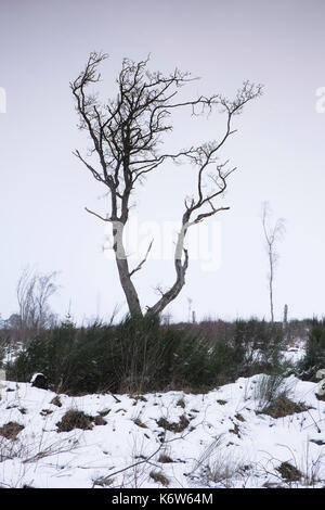 Vues autour de cnoc mor près de strathpeffer dans les highlands écossais Banque D'Images