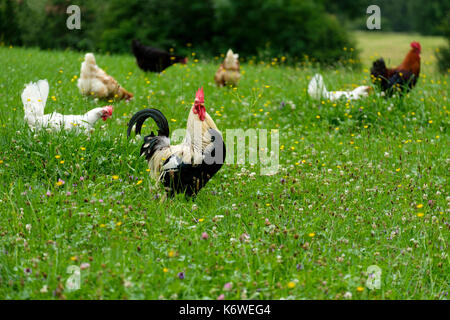 Coq sur une prairie de fleurs, de la volaille, race dorking, schwaiganger, ohlstadt, Oberbayern, Allemagne Banque D'Images