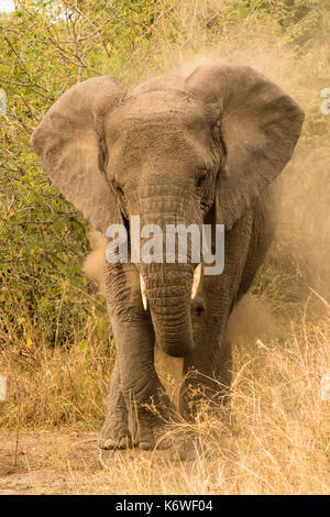 L'éléphant africain (Loxodonta africana), le Queen Elisabeth national park, de l'Ouganda Banque D'Images