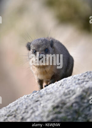 (Procavia capensis cape hyrax), les jeunes, captive Banque D'Images