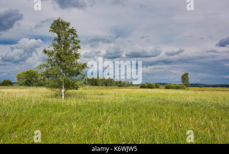 Réserve naturelle du lac Federsee, site du patrimoine culturel mondial de l'UNESCO, Bad Buchau, haute-Swabia Baden-Württemberg, Allemagne Banque D'Images