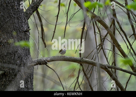 Paruline couronnée (Seiurus aurocapilla) SUR UNE BRANCHE DANS LA RÉGION DE WOODS, PENNSYLVANIA JUNIATA Banque D'Images