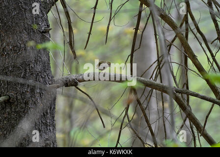 Paruline couronnée (Seiurus aurocapilla) SUR UNE BRANCHE DANS LA RÉGION DE WOODS, PENNSYLVANIA JUNIATA Banque D'Images