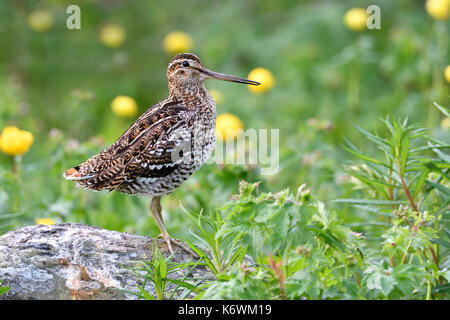 La bécassine double (Gallinago media), homme, Laponie, Suède Banque D'Images