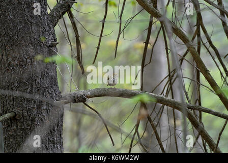 Paruline couronnée (Seiurus aurocapilla) SUR UNE BRANCHE DANS LA RÉGION DE WOODS, PENNSYLVANIA JUNIATA Banque D'Images