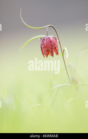 Tête du serpent (fritillaria meleagris), Hesse, Allemagne Banque D'Images