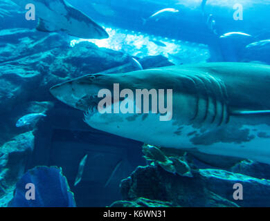 Dans le requin sous l'eau et l'aquarium de Dubai Zoo, le centre commercial de Dubaï, Dubaï, Émirats arabes unis Banque D'Images