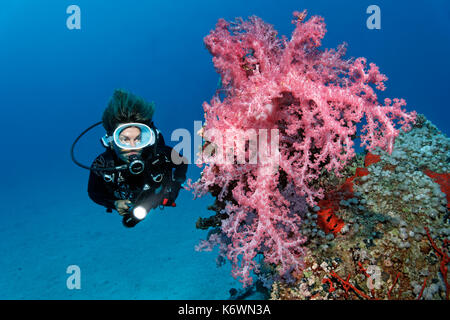 Le plongeur regarde la grande Corail tendre de Klunzinger (Dendronephthya klunzingeri), rouge, Grande barrière de corail, UNESCO Banque D'Images