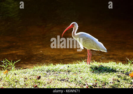 Un Ibis blanc nord-américain sur la rive d'un lac d'eau douce en Floride Banque D'Images