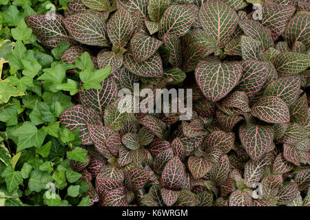 Fittonia plantes nerf albivenis avec feuille net peint Motif veines rose et vert lierre. arbuste feuillage fond nature. Banque D'Images