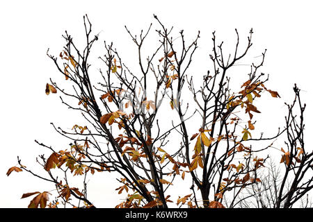 Les branches d'arbres avec des feuilles marron. automne nature. Banque D'Images