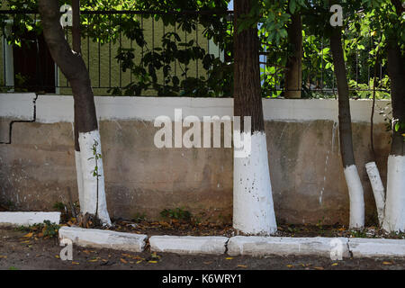 Trottoirs blanchis les troncs d'arbre jardin clôture et peint en blanc avec du calcaire. rue étroites traditionnelles à Athènes, Grèce. Banque D'Images