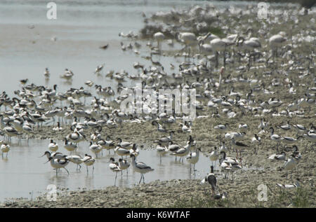 Avocette, recurivirostra avosetta et flamant rose, Phoenicopterus ruber, troupeau, pataugeant au bord de l'eau, veta la palma, donana, Andalousie, andaluci Banque D'Images