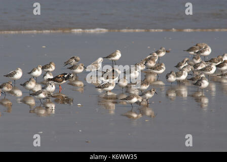 Bécasseau sanderling Calidris alba, et buff bécasseau roussâtre, Tryngites subruficollis, Andalousie, Andalousie, roost, groupe, pataugeant au rivage. Banque D'Images