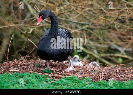 Black Swan, Cygnus atratus, sur son nid avec les poussins, captive, Slimbridge, prendre soin, entretenir, le plus long cou de cygne, végétarien. Banque D'Images