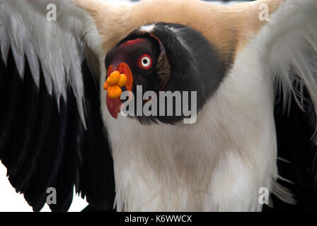 King vulture, sarcorhamphus papa, portrait en couleurs montrant leur plumage et évier et barbillons, ailes ouvertes, chasse, forêt tropicale en captivité. Banque D'Images