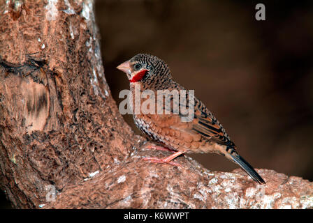 Cut Throat amadina fasciata, Finch, homme, rouge gorge, Gambie, Afrique du sud ouest Banque D'Images