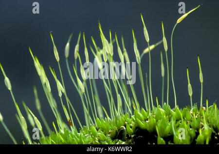 Semence capsuals, Moss, Close up Banque D'Images