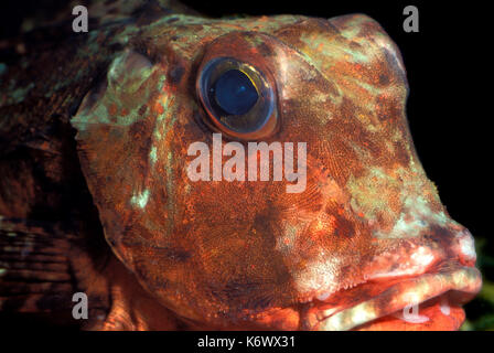 Grondin, trigla lucerna, portrait, de grands yeux, rouge, captive Banque D'Images