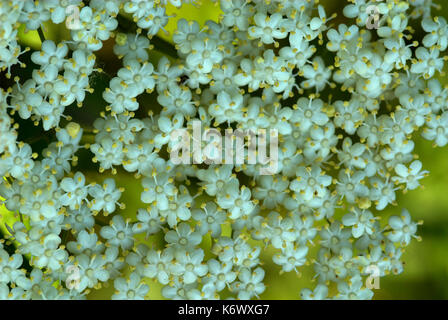 Boucage saxifrage, pimpinella saxifraga, stodmarsh, Kent, près de petites fleurs blanches, le persil, la famille parapluie Banque D'Images