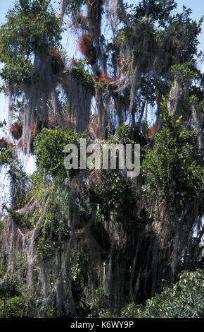 Old man's beard, beard, lichen ou treemoss, Tikal, guatemala, usnea est générique et le nom scientifique de plusieurs espèces d'oiseaux de la famille par Banque D'Images